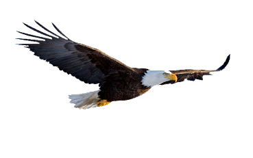 Soaring Eagle